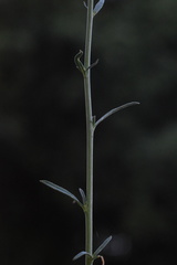 Lepidium graminifolium