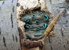 Chlorociboria aeruginascens image