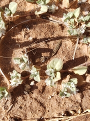 Tidestromia lanuginosa