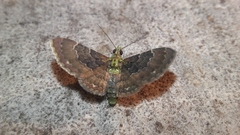 Antimimistis attenuata