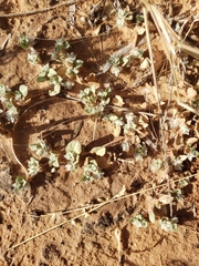 Tidestromia lanuginosa
