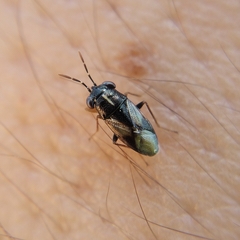 Geocoris lineolus lineolus