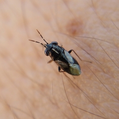 Geocoris lineolus lineolus