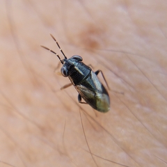 Geocoris lineolus lineolus