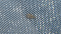 Cantacader lethierryi