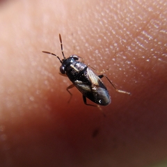 Geocoris lineolus lineolus