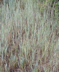 Elymus smithii