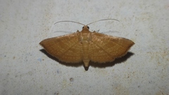 Addaea trimeronalis