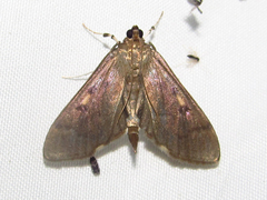 Herpetogramma sphingealis