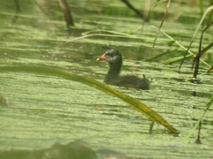 Gallinula chloropus
