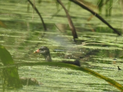 Gallinula chloropus