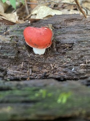 Russula silvestris