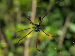 Nephila cornuta