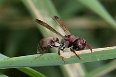 Ropalidia revolutionalis