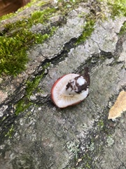 Russula silvestris