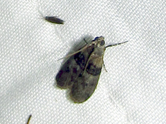 Sciota vetustella