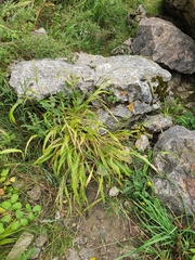 Brachypodium pinnatum