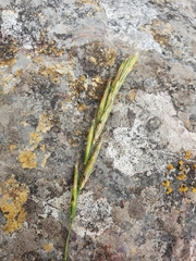 Brachypodium pinnatum