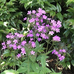 Phlox amplifolia