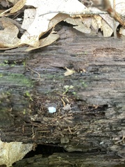 Russula silvestris