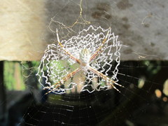 Argiope submaronica