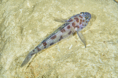 Thorogobius ephippiatus