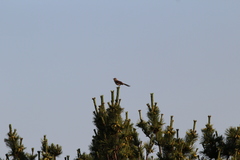 Mimus polyglottos polyglottos