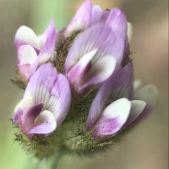 Astragalus didymocarpus