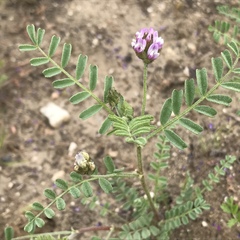 Astragalus didymocarpus