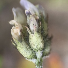 Astragalus didymocarpus
