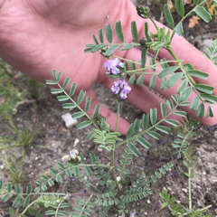 Astragalus didymocarpus