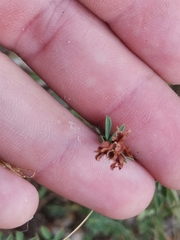 Dorycnium