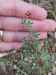 Dorycnium