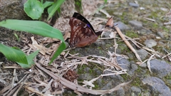 Doxocopa clothilda