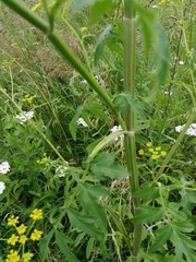 Pastinaca sativa
