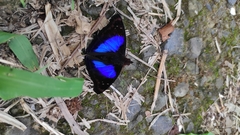 Doxocopa clothilda