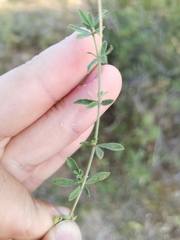 Dorycnium