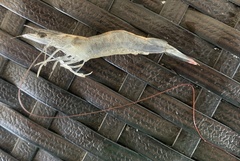 Penaeus