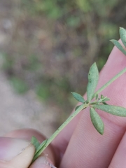 Dorycnium