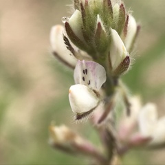 Lupinus