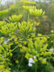 Pastinaca sativa