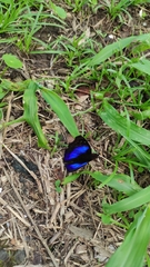 Doxocopa clothilda