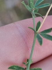 Dorycnium