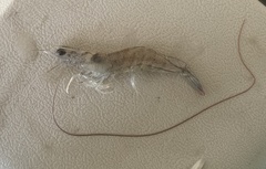 Penaeus