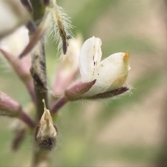 Lupinus