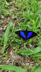 Doxocopa clothilda