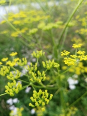 Pastinaca sativa