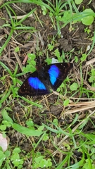 Doxocopa clothilda