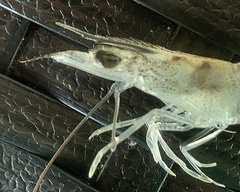 Penaeus