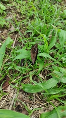 Doxocopa clothilda